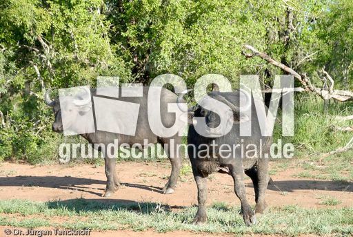 Afrikanischer Büffel (34 von 102).jpg